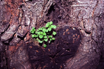 Small green plant growing on old oak trunk, natural organic background texture close up macro...
