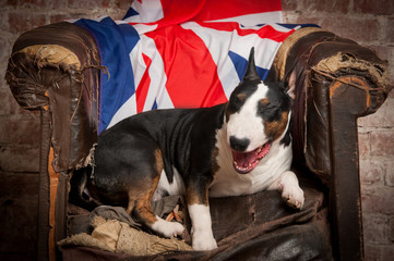 standard english bull terrier studio