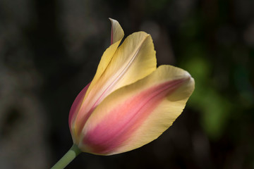Tulpe