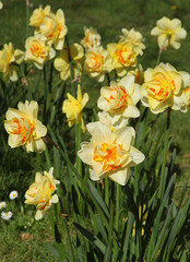 Narcissus Tahiti