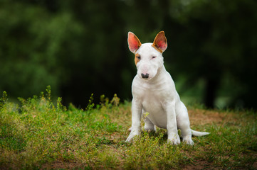 standard english bull terrier puppy