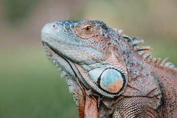 The green iguana or American iguana