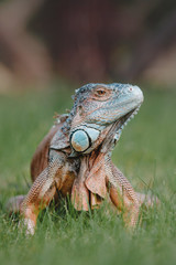 The green iguana or American iguana