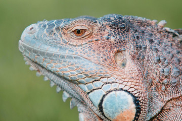 The green iguana or American iguana