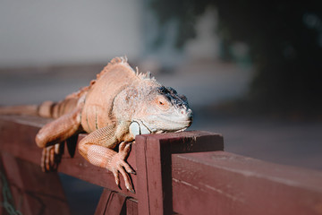 The green iguana or American iguana