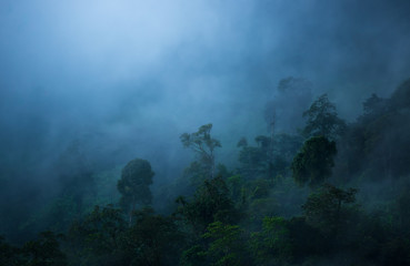 rain forest and fog