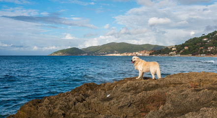 Obraz premium Golden Retriever on Rocks Looking out on the Mediterranean Sea in Italy