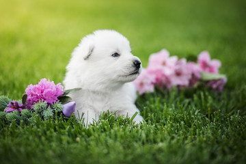 white swiss shepherd small puppy outside