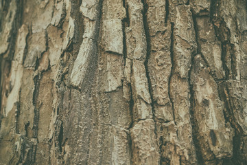 brown tree bark surface texture background