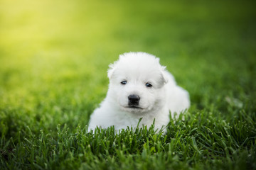 white swiss shepherd small puppy outside