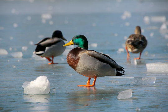 Stockente (Anas platyrhynchos) auf dem Eis