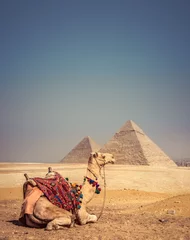Foto op Canvas Kameel met de piramides van Gizeh, Egypte © Csaba Peterdi