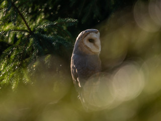 Barn owl (Tyto alba) sitting on a wooden fence. Forest in background. Barn owl portrait. Owl sitting on fence. Owl on fence.