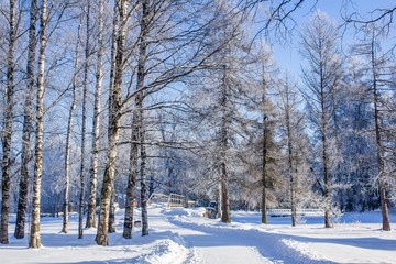 Fototapeta na wymiar Winter landscape in clear weather. Morning bright sun. Snow plays shine. Frosty Snow Park
