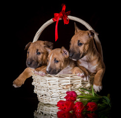 miniature bull terrier puppies studio composition