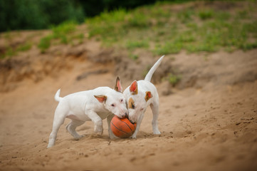 standard english bull terrier puppy outside