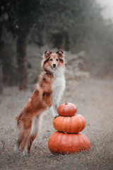 Halloween dog. Dog with pumpkin in autumn.  Sheltie dog