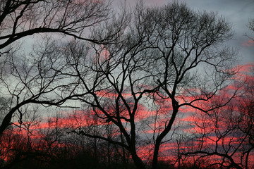 Silhouettes of trees and red clouds in the sky at sunset