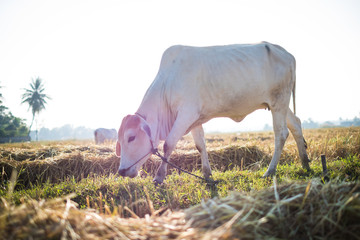 Asian thai cow are eating grasses at the rice field in morning.