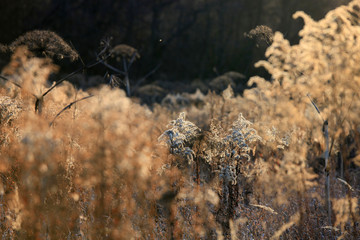 Beautiful natural background. Plants in a field in November and twilight forest