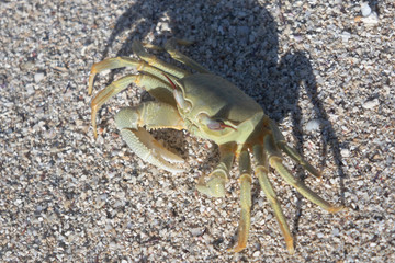 Crab rests on the beach at Ocean Shores