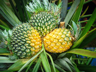 Pineapple field / fresh pineapple in farm organic fruit garden