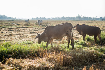 Asian thai cow are eating grasses at the rice field in morning.
