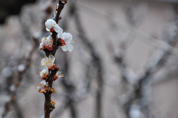 Concept of bad weather condition, frost and agriculture disaster.
Ice on branch with spring buds. Damage to the orchard
