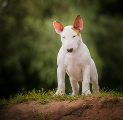 Fototapeta premium english bull terrier puppy outside