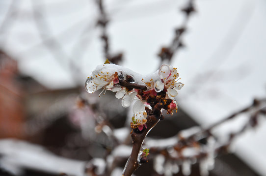 Concept of bad weather condition, frost and agriculture disaster.
Ice on branch with spring buds. Damage to the orchard