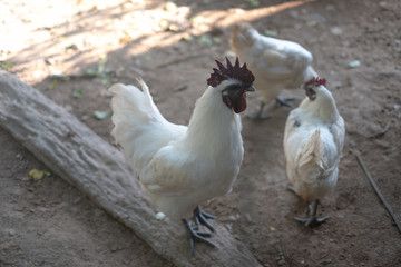 Thailand Phu Phan Black Chicken standing in a farm.