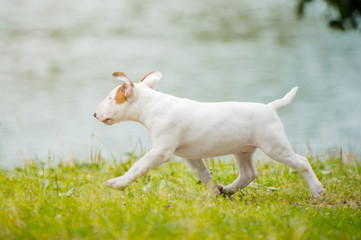 english bull terrier puppy outside