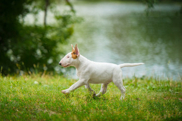 english bull terrier puppy outside
