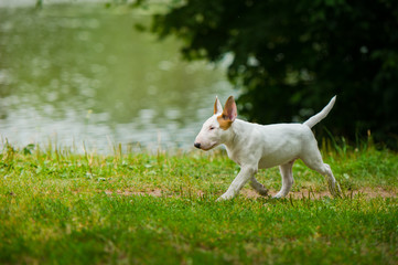 english bull terrier puppy outside