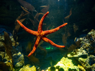 Starfish