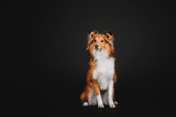 Shetland Sheepdog dog on a black background  © OlgaOvcharenko