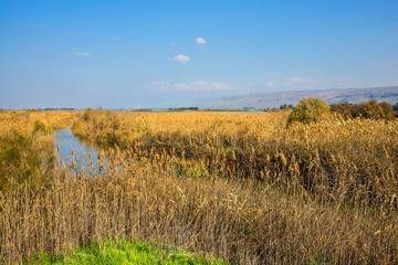 Dense thickets of marsh grass