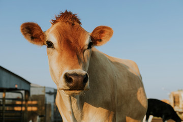 Rescued aubrac cow, The Sanctuary at Soledad