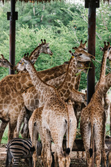 A group of giraffes in an outdoor zoo © Rawpixel.com