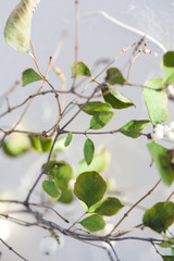 White Coralberry, White Snowberry leaves and branches on a white background. Healthy living consept, wellness concept, copy space.
