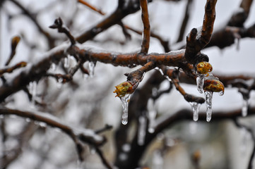 Concept of bad weather condition, frost and agriculture disaster.
Ice on branch with spring buds. Damage to the orchard