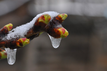 Concept of bad weather condition, frost and agriculture disaster.
Ice on branch with spring buds....