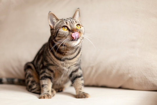 British Short hair cat with bright yellow eyes sits on the beige sofa licking with tongue. Tebby color, indoors. Cute cat at home wants delicacy.