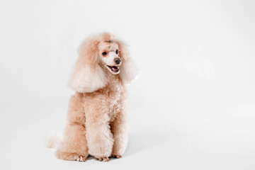Beautiful miniature poodle dog lying on a white background in studio