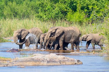 Elephant herd crossing a small river