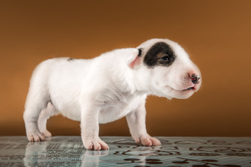 miniature bull terrier small puppy studio