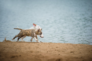 english bull terrier puppy outside