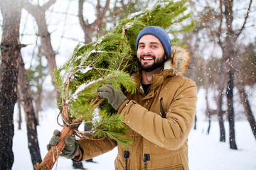 Bearded man carrying freshly cut down christmas tree in forest. Young lumberjack bears fir tree on...