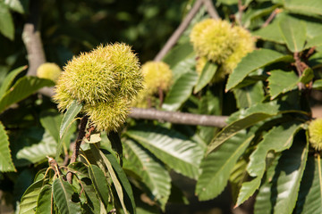 Edible chestnut on the tree outside in the package.
