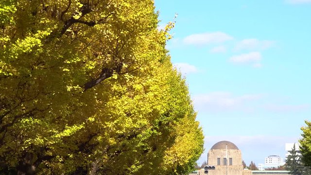 黄色く染まった明治神宮外苑のイチョウ並木と聖徳記念絵画館